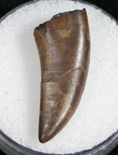 Nanotyrannus Tooth - Fine Serrations #10965